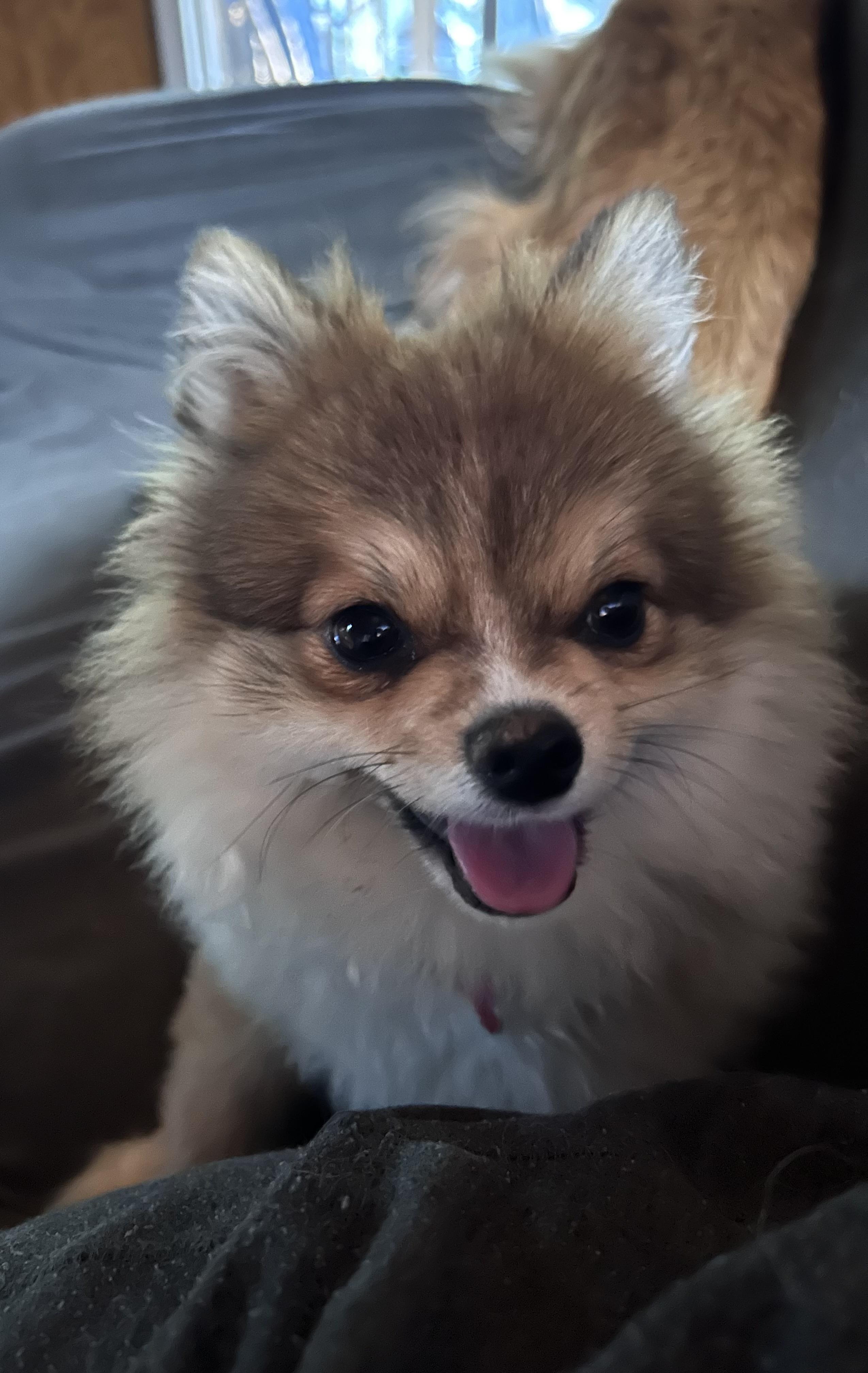 IGIL, adopted, Young Male Pomeranian.
