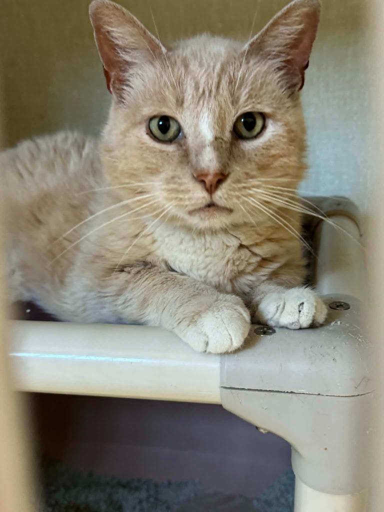 Carla, a Adoptable mixed breed in Marion, OH image 2/3
