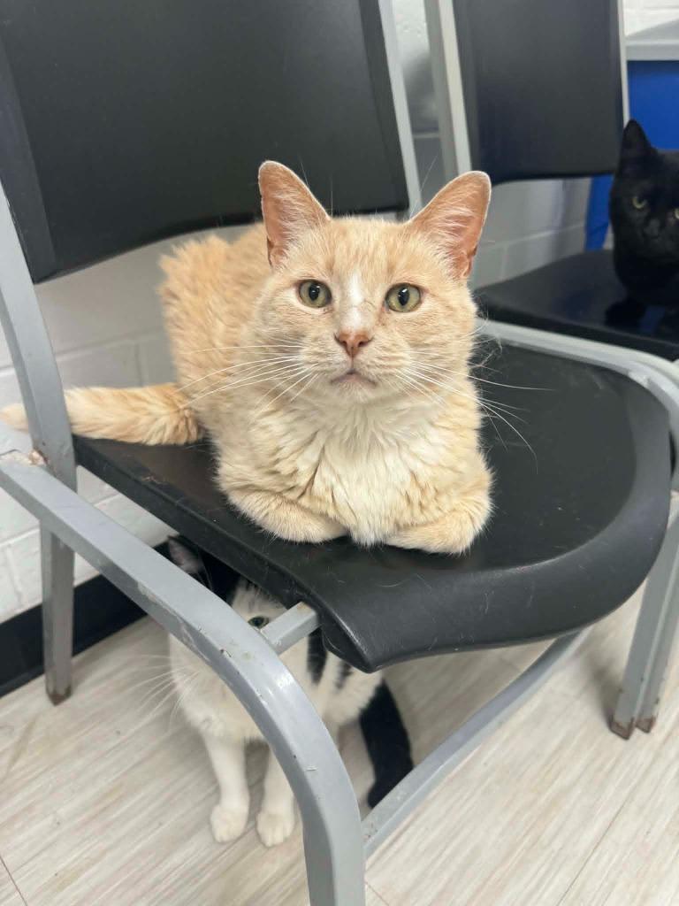 Carla, a Adoptable mixed breed in Marion, OH image 3/5