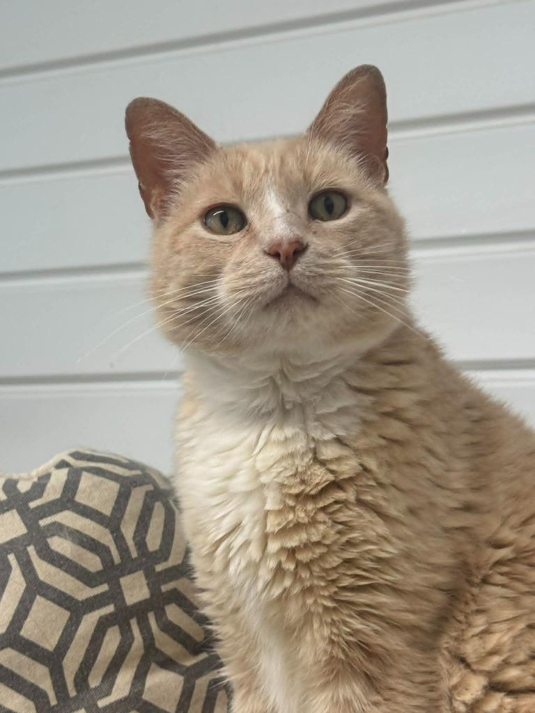 Carla, a Adoptable mixed breed in Marion, OH image 4/5