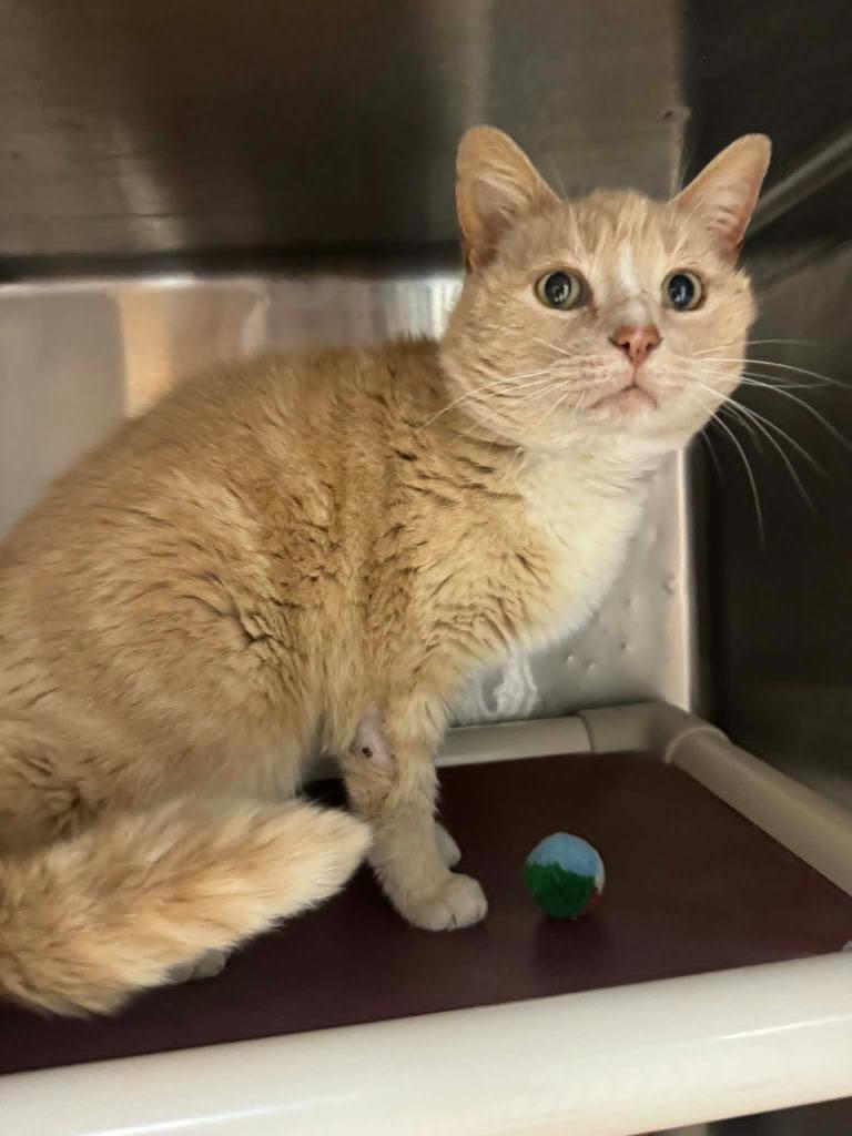 Enlarge Carla, a Adoptable mixed breed in Marion, OH image 2/2