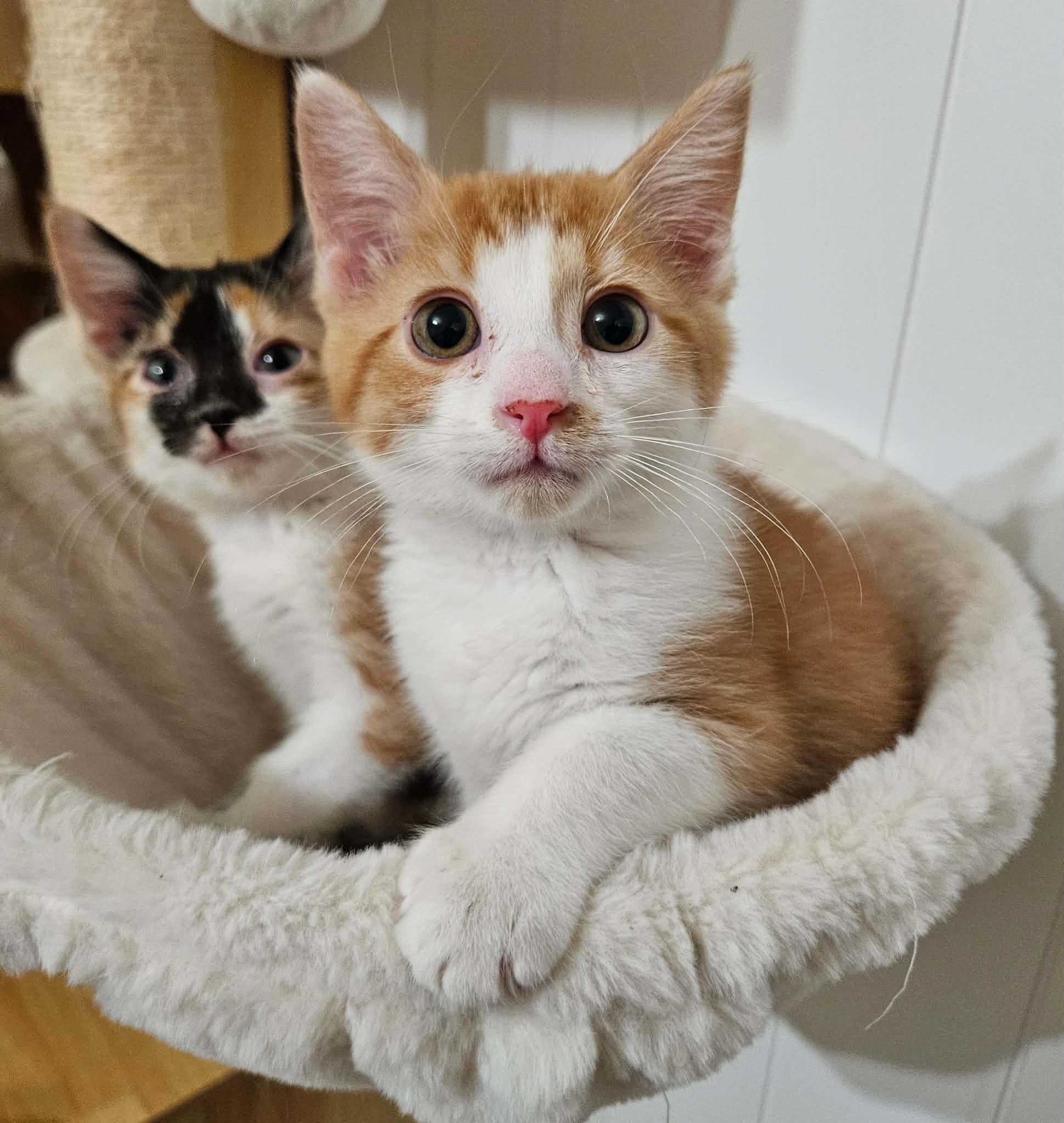 Enlarge Chevelle, a ADOPTABLE Domestic Short Hair in China Township, MI image 1/5