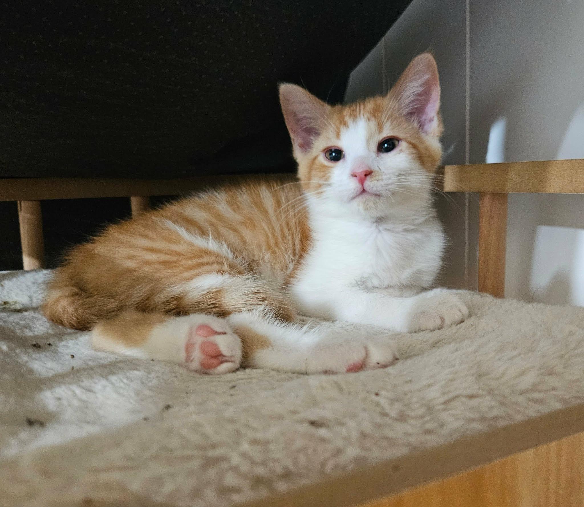 Enlarge Chevelle, a ADOPTABLE Domestic Short Hair in China Township, MI image 5/5
