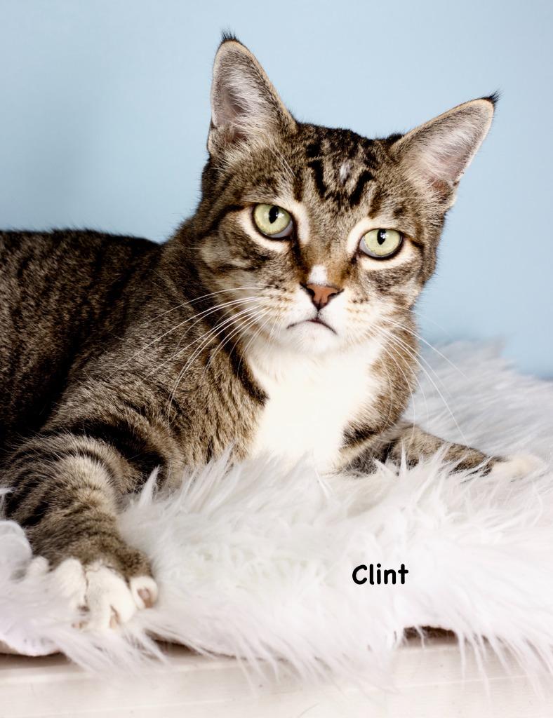 Clint, Adoptable, Adult Male Domestic Short Hair.