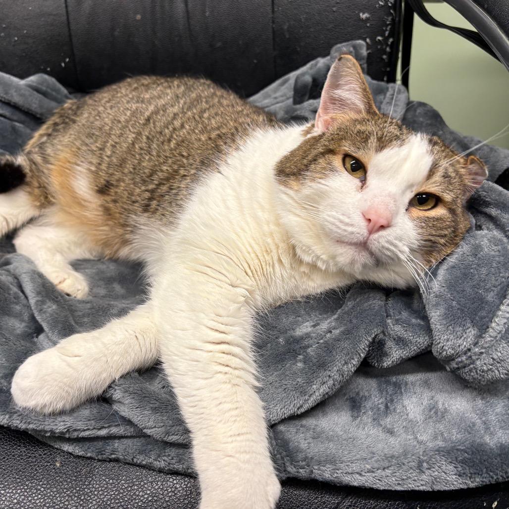 Mr. Ryder, a Adoptable Domestic Short Hair in Spokane, WA image 1/5