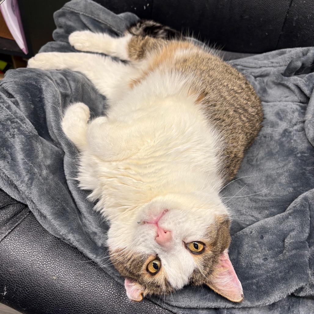Mr. Ryder, a Adoptable Domestic Short Hair in Spokane, WA image 3/5