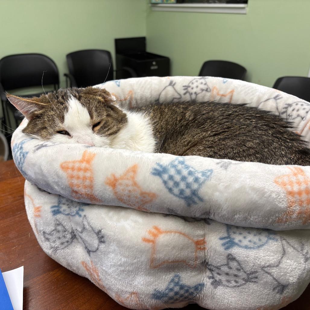 Mr. Ryder, a Adoptable Domestic Short Hair in Spokane, WA image 4/5