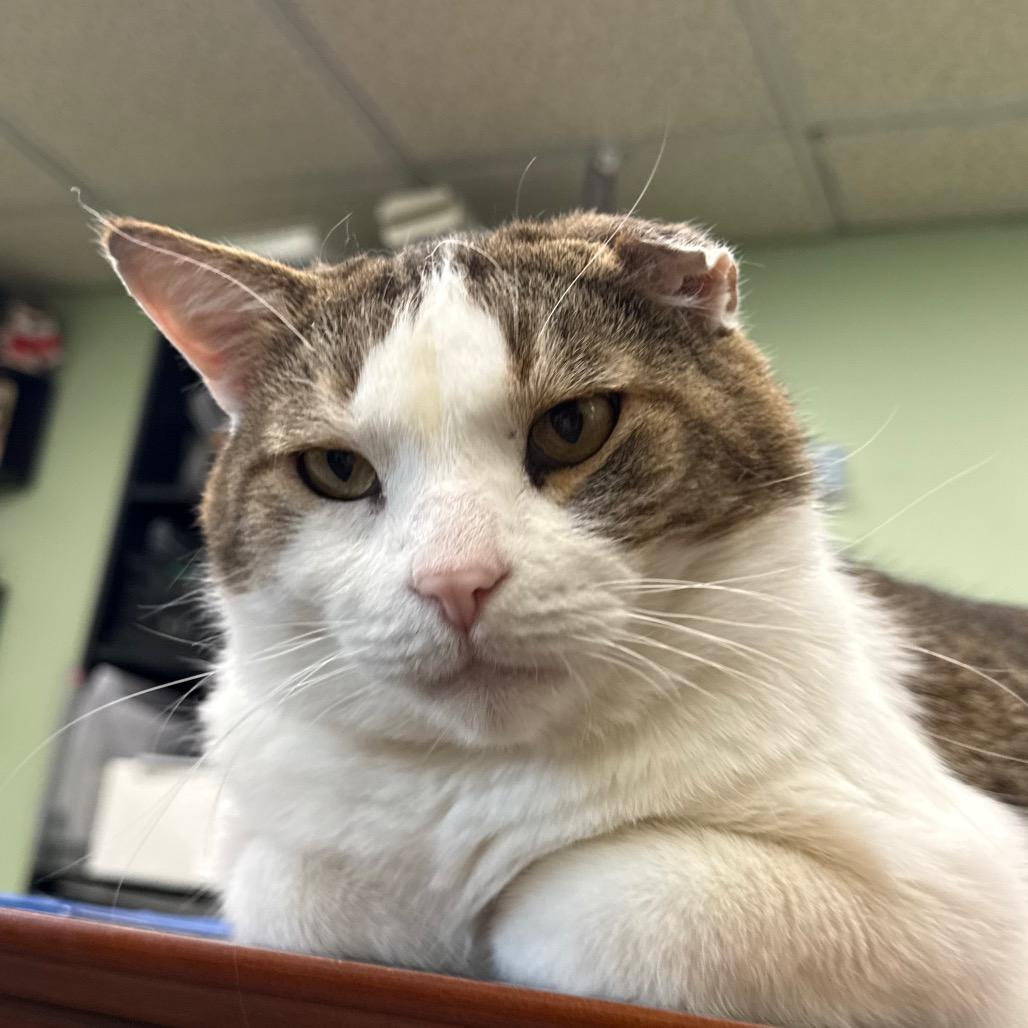 Mr. Ryder, a Adoptable Domestic Short Hair in Spokane, WA image 5/6