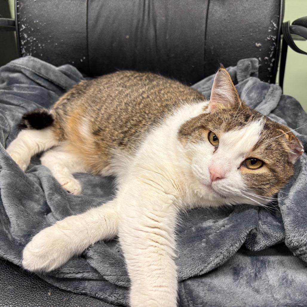 Mr. Ryder, a Adoptable Domestic Short Hair in Spokane, WA image 5/5