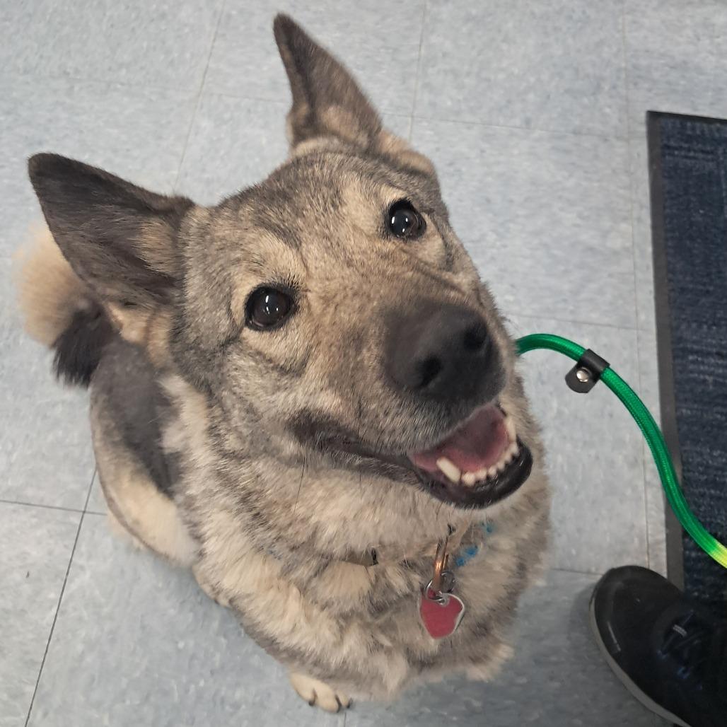 Nina, Adoptable, Adult Female Mixed Breed.