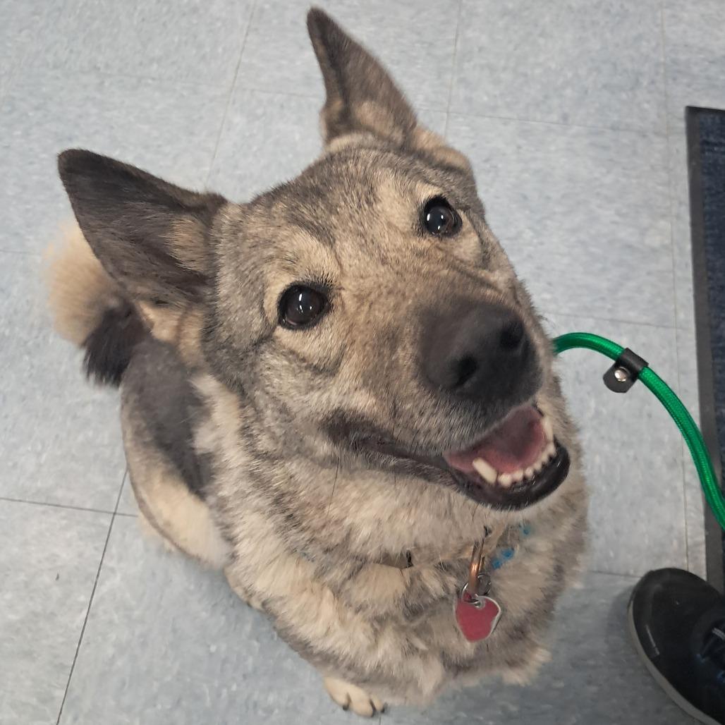 Enlarge Nina, a Adoptable Mixed Breed in Buffalo, WY image 2/5