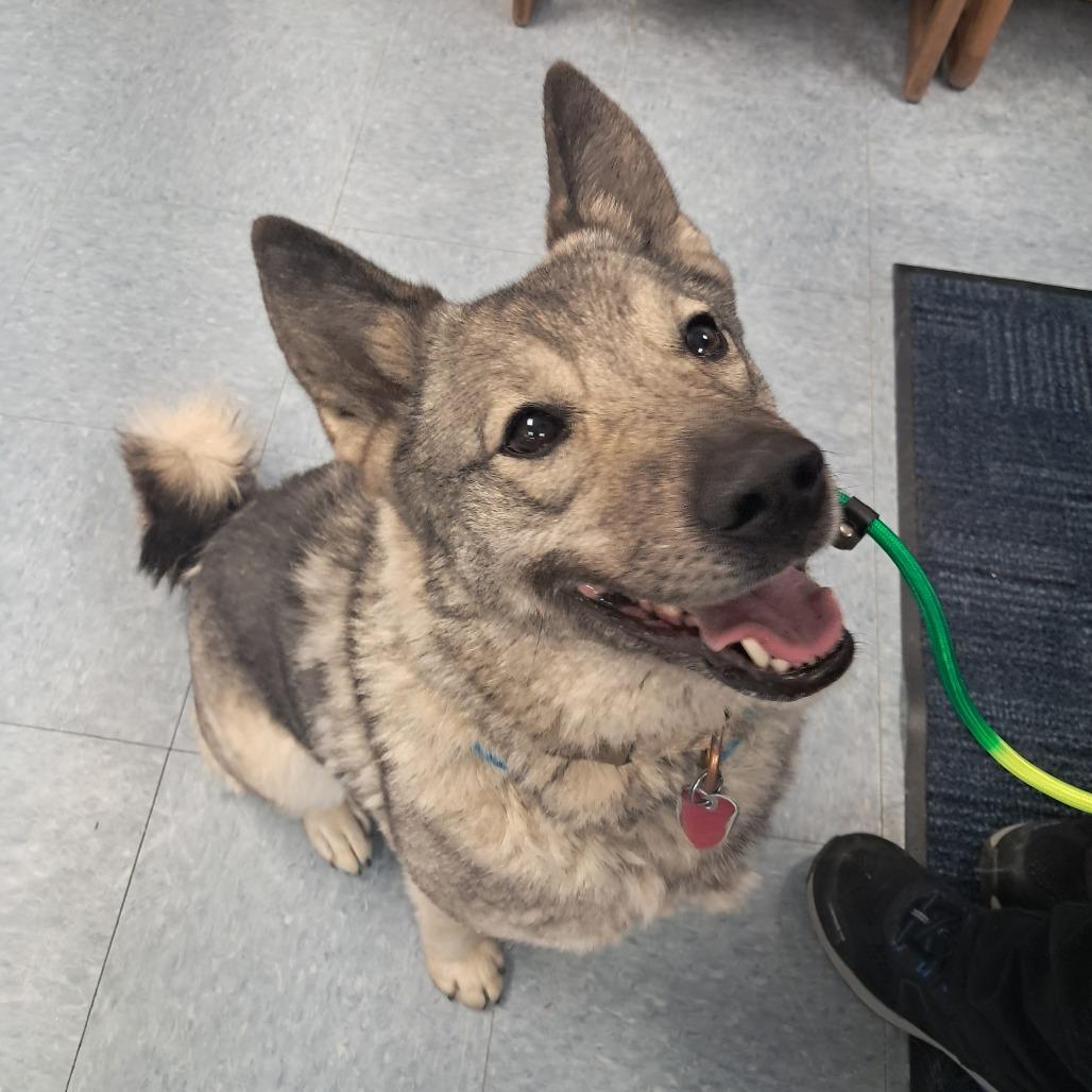 Enlarge Nina, a Adoptable Mixed Breed in Buffalo, WY image 3/5