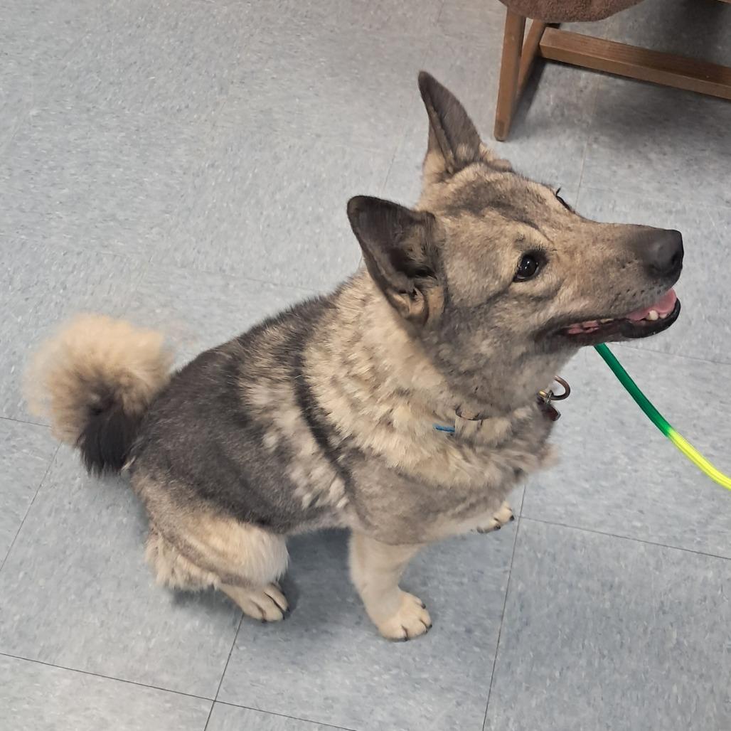 Enlarge Nina, a Adoptable Mixed Breed in Buffalo, WY image 4/5