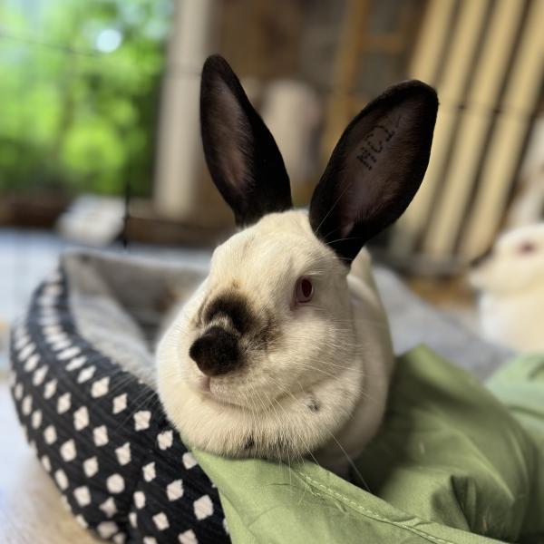 Bean, Adoptable, Adult Female Californian.