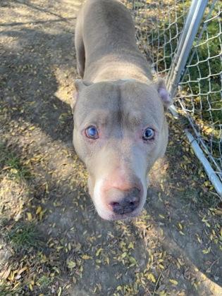 Enlarge TT, a Adoptable mixed breed in Anderson, IN image 1/2