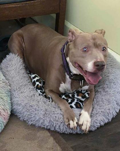 Enlarge TT, a Adoptable mixed breed in Anderson, IN image 2/2