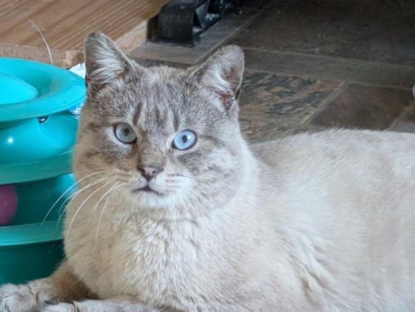 OTTO, adopted, Young Male Siamese.