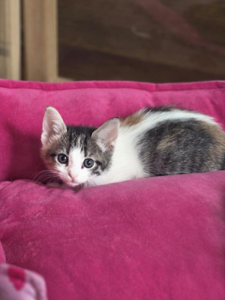 Emmy KK, Adoptable, Kitten Female Domestic Short Hair.