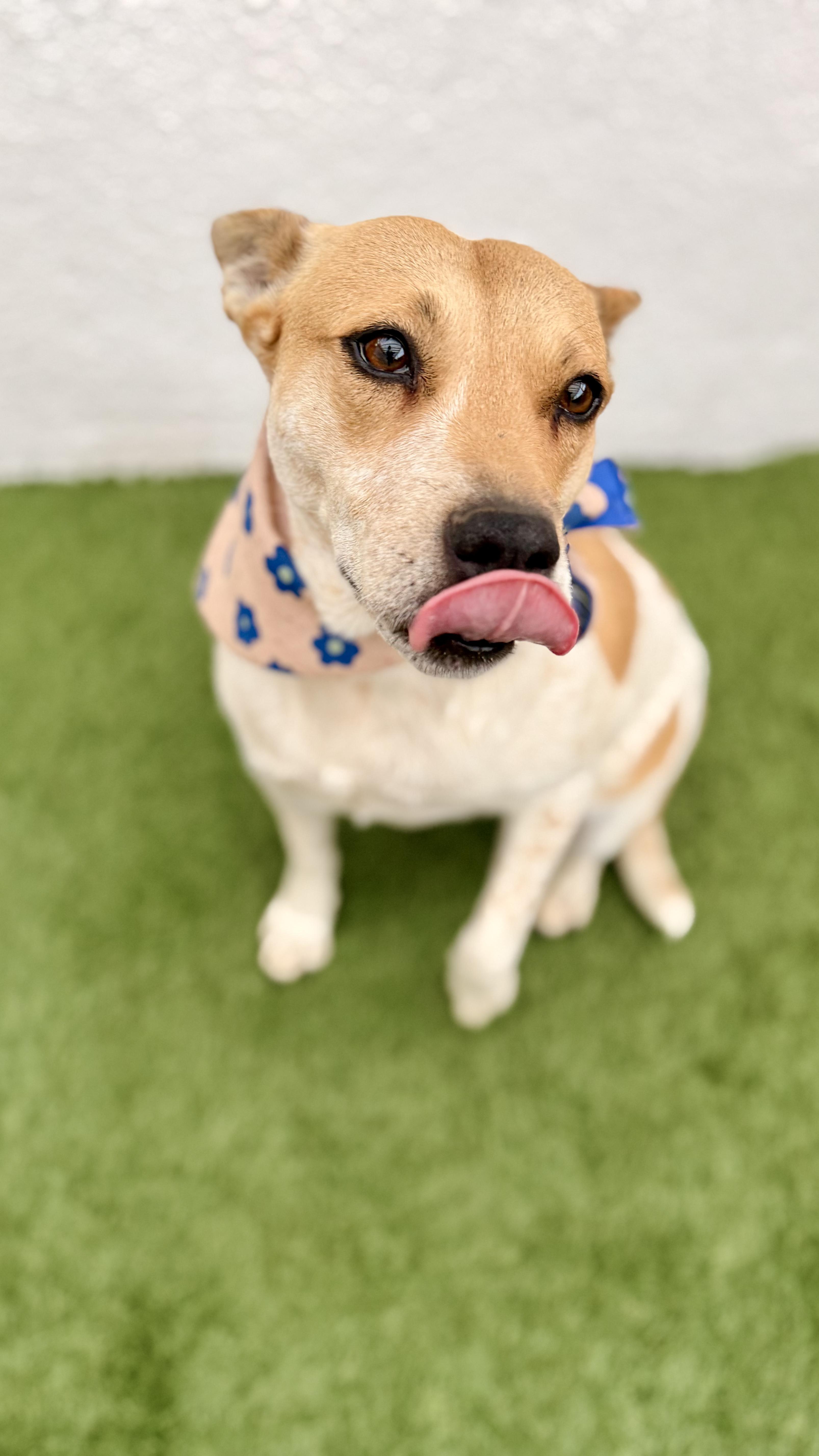 Enlarge LILLY, a Adoptable mixed breed in San Diego, CA image 3/6