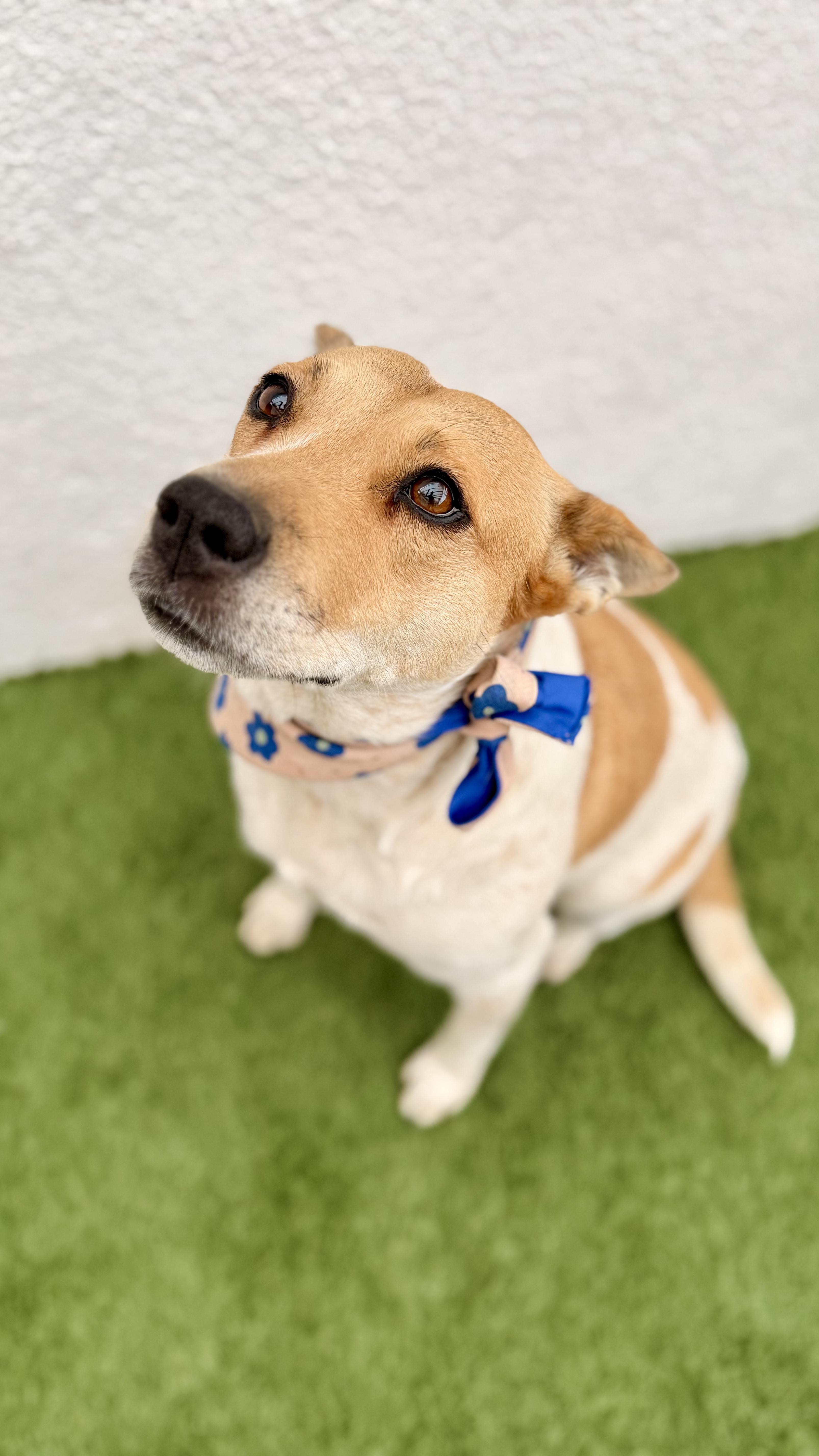 Enlarge LILLY, a Adoptable mixed breed in San Diego, CA image 6/6