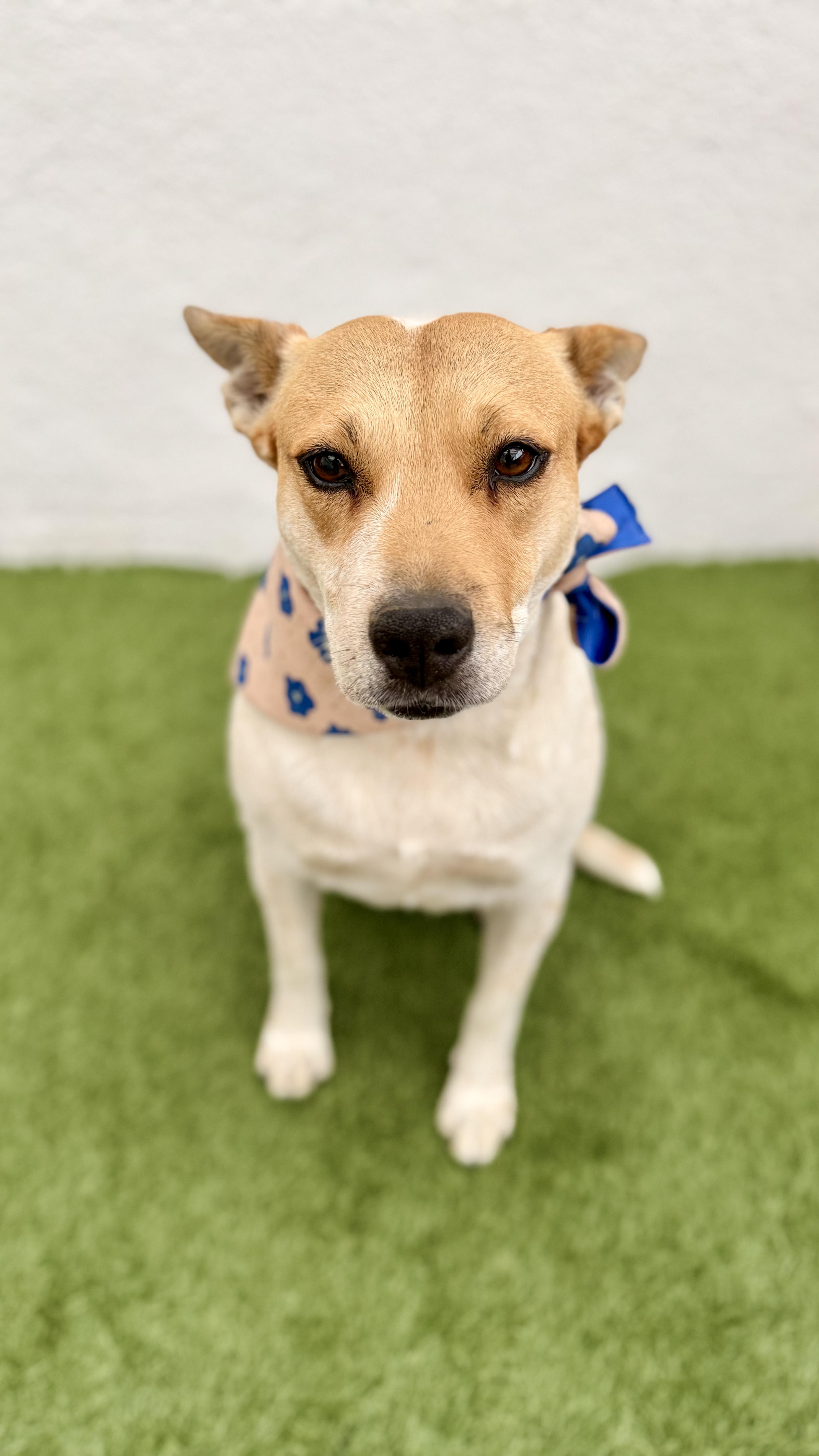 Enlarge LILLY, a Adoptable mixed breed in San Diego, CA image 2/6