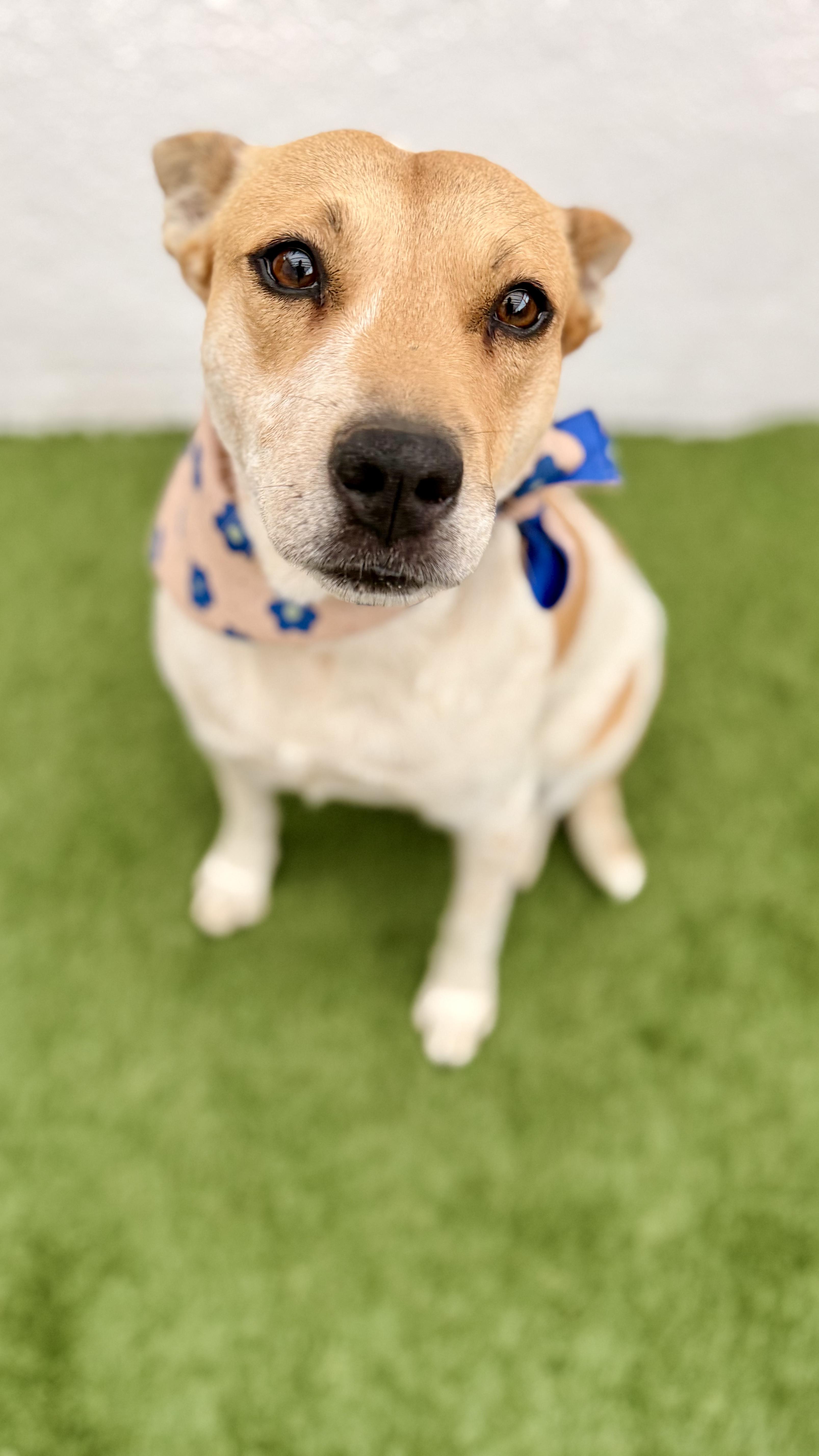 Enlarge LILLY, a Adoptable mixed breed in San Diego, CA image 4/6