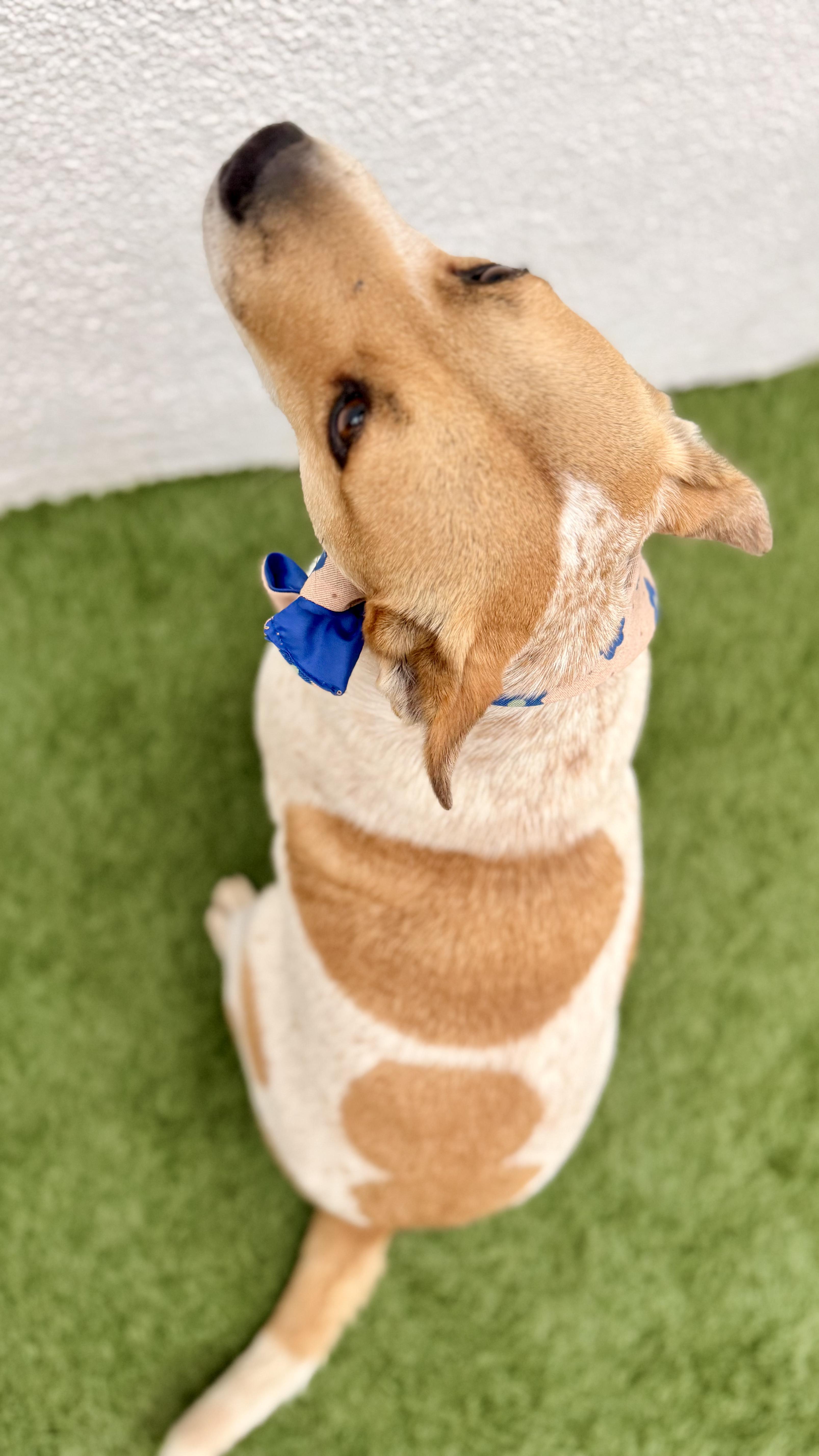 Enlarge LILLY, a Adoptable mixed breed in San Diego, CA image 5/6