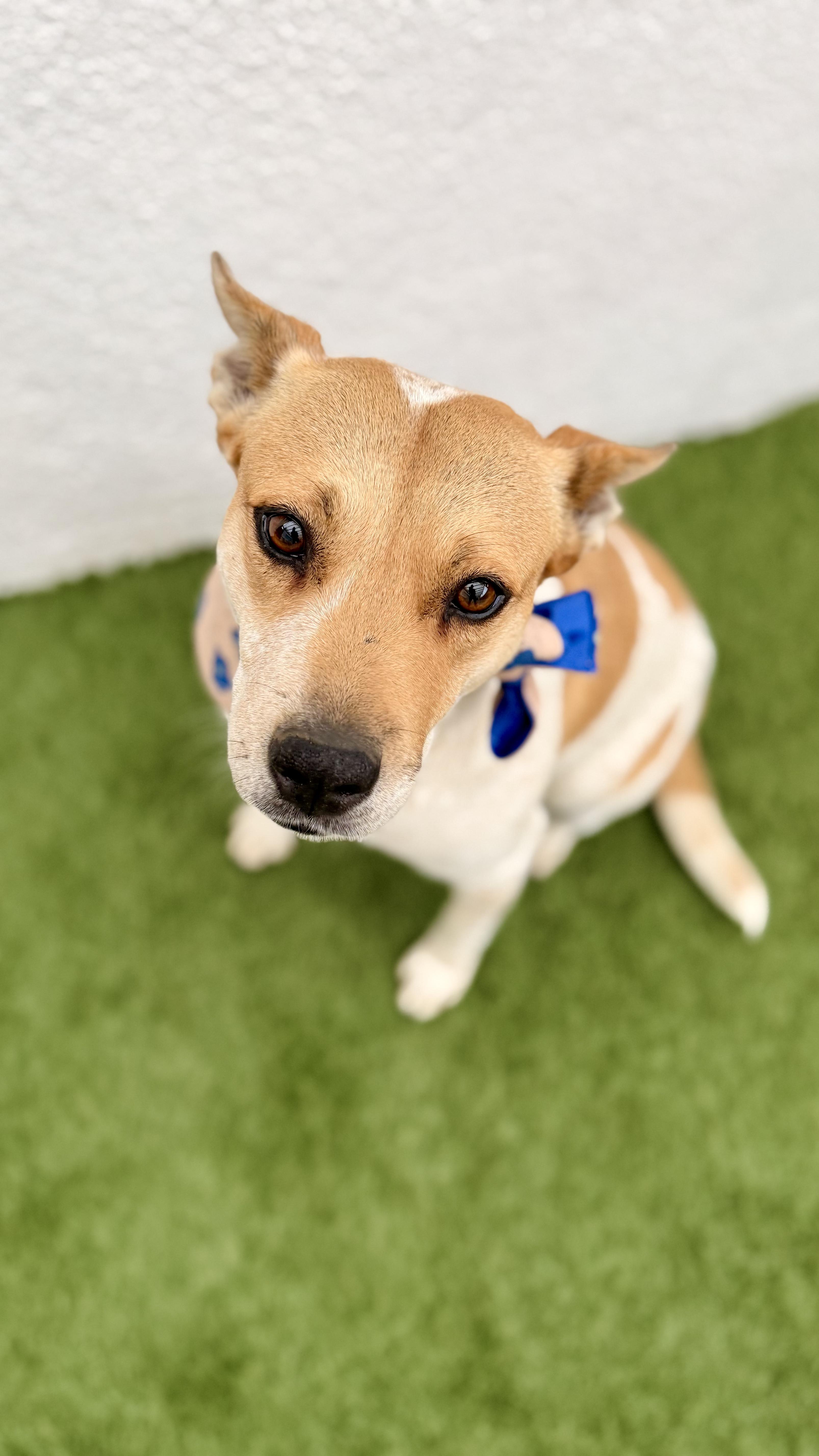 Enlarge LILLY, a Adoptable mixed breed in San Diego, CA image 1/6