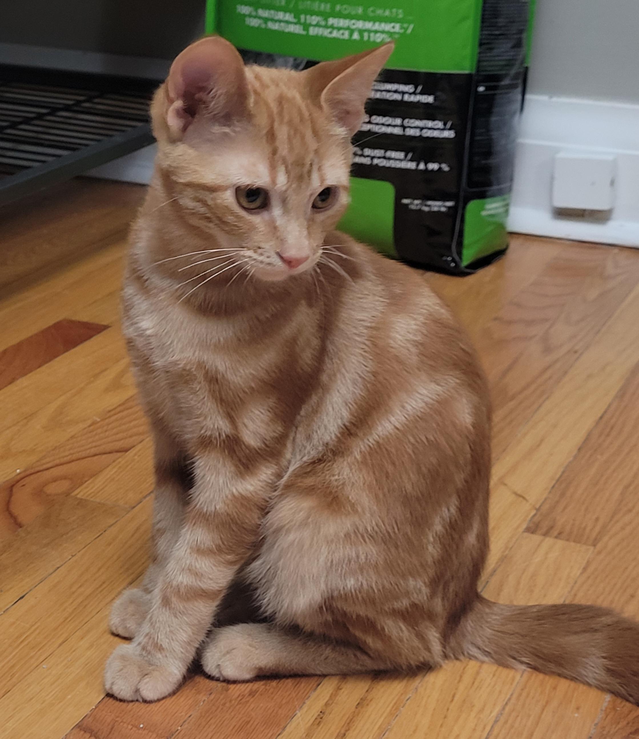 Stewart, Adopted, Adult Male Domestic Short Hair.