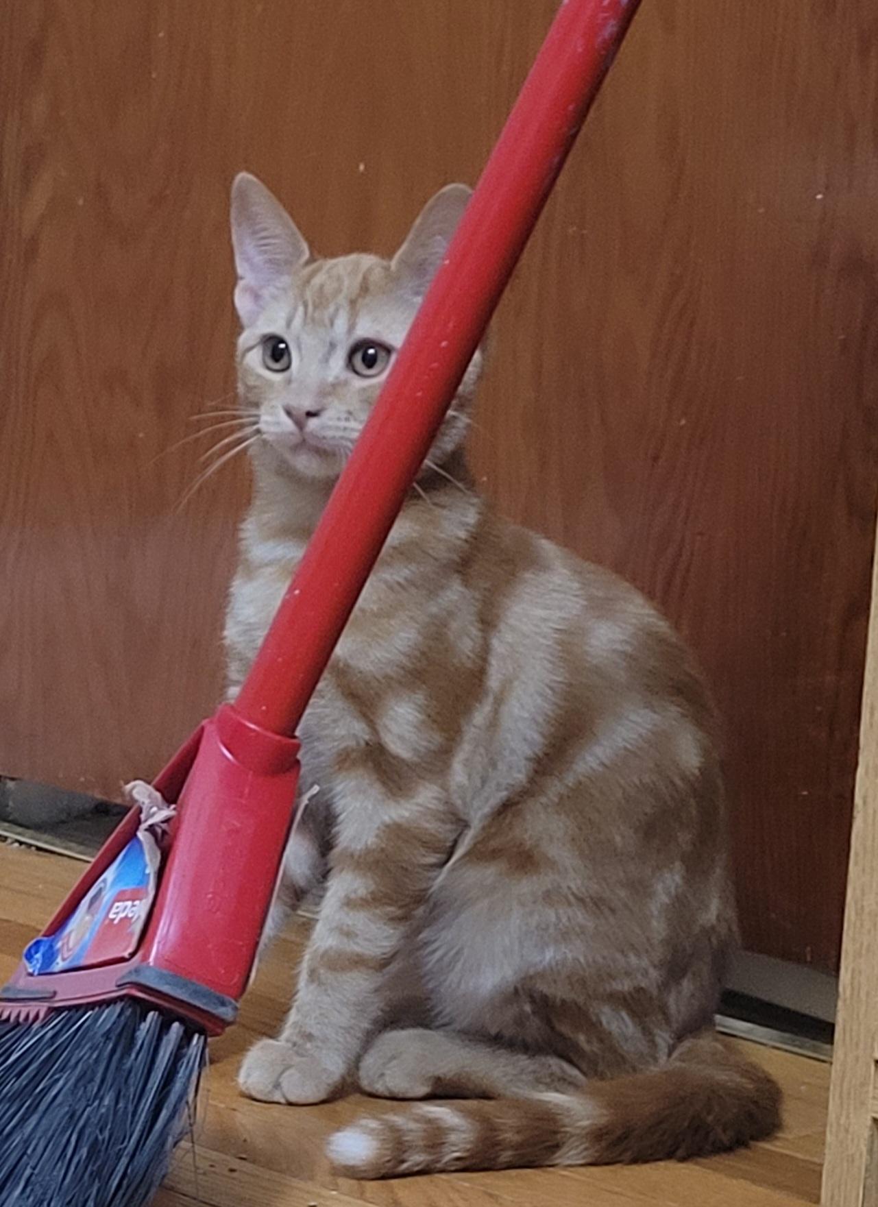 Enlarge Stewart, a Adopted Domestic Short Hair in Guelph, ON image 2/2