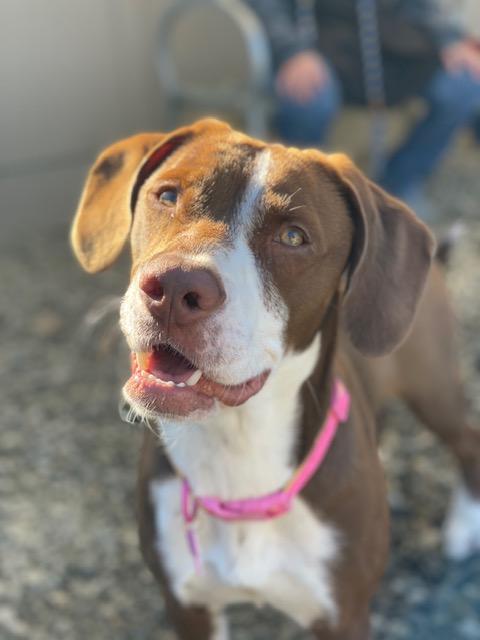 KIMBER, Adoptable, Young Female Labrador Retriever & Pit Bull Terrier.