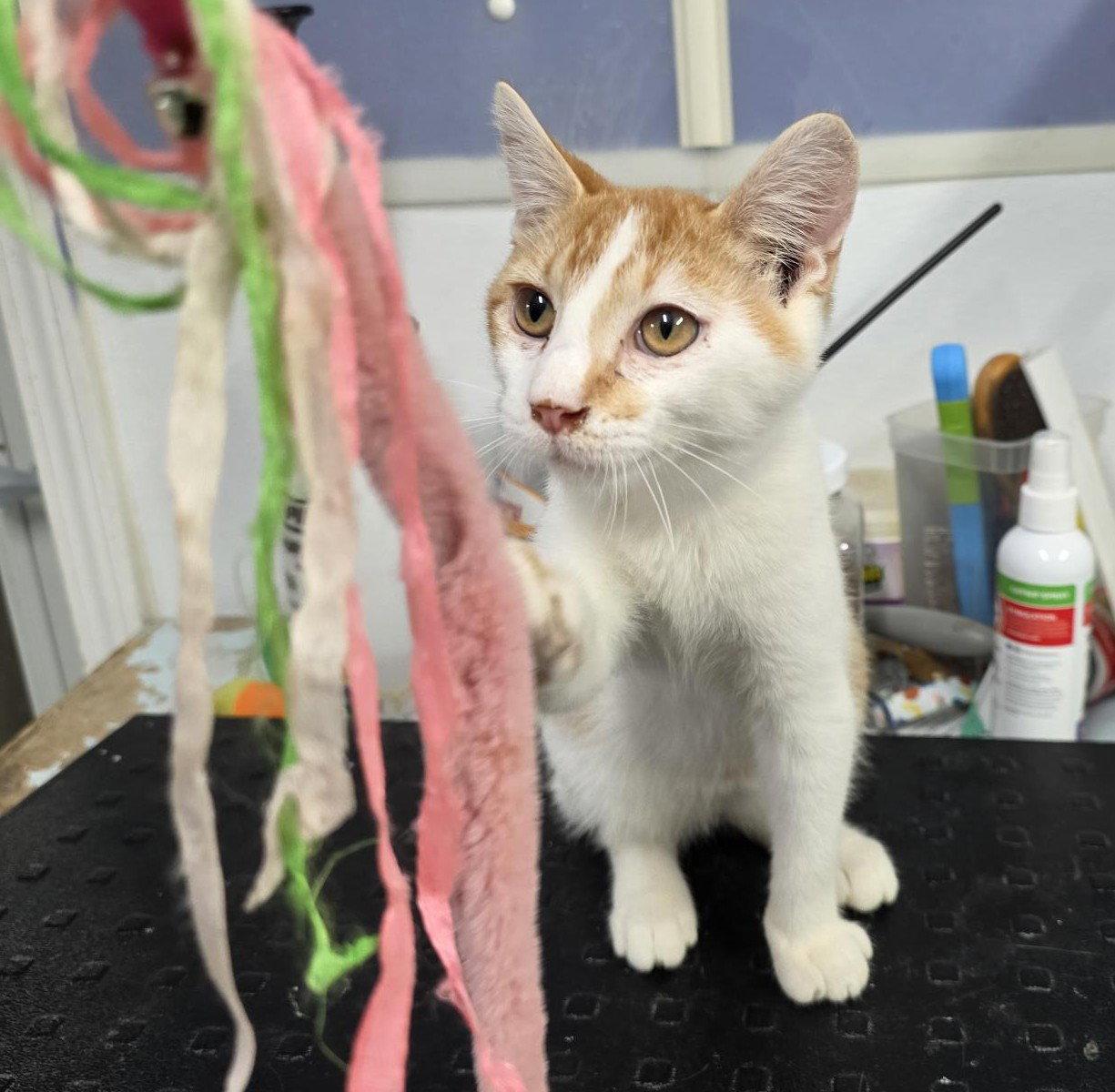 Shim, Adoptable, Young Male Domestic Short Hair.