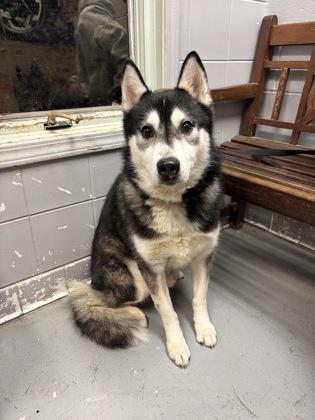 Enlarge Rex, a ADOPTABLE Husky in Lafayette, IN image 1/1