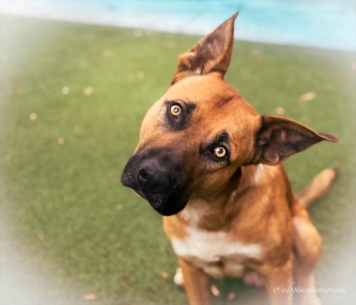 CHIVO, Adoptable, Young Male German Shepherd Dog.