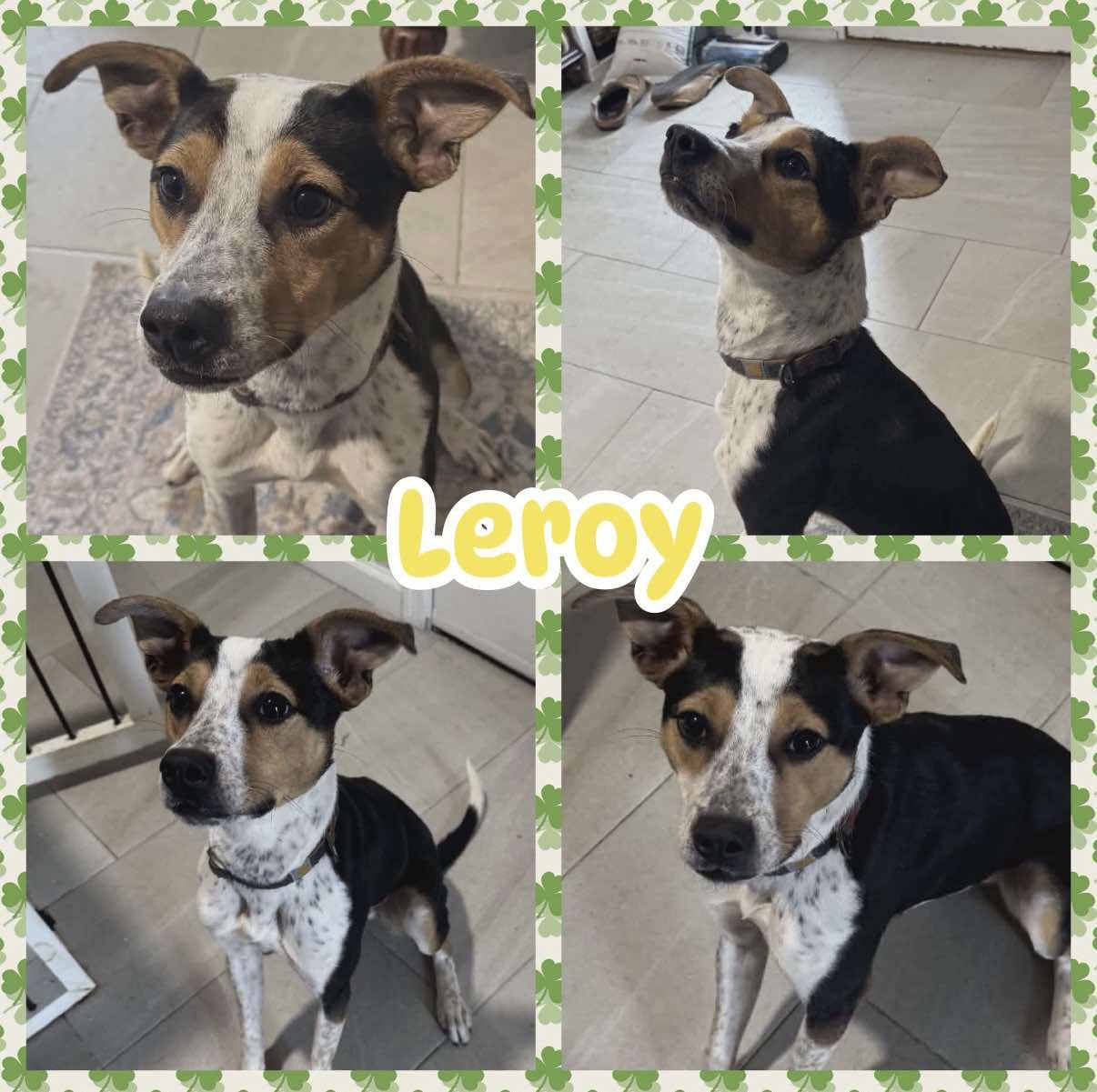 Leroy, ADOPTABLE, Young Male Cattle Dog.