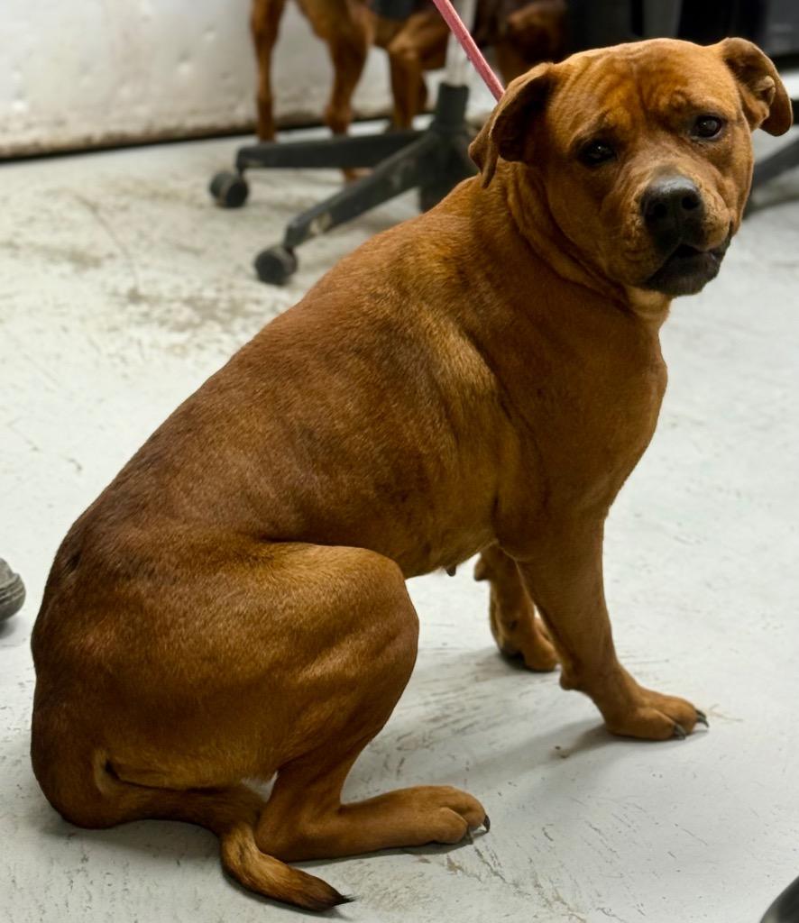 Enlarge Dutchess, a Adoptable mixed breed in North Vernon, IN image 1/1