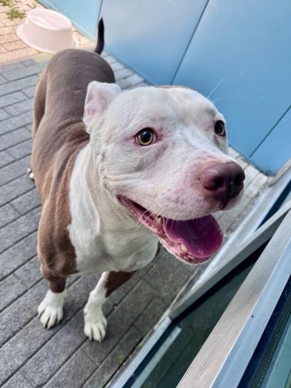 Big Red, Adoptable, Adult Male Pit Bull Terrier & Mixed Breed.