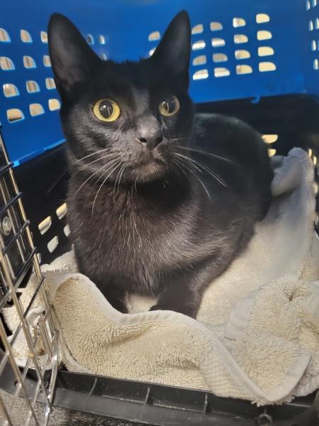 Fm 1c Jubilee, Adoptable, Young Female Domestic Short Hair.