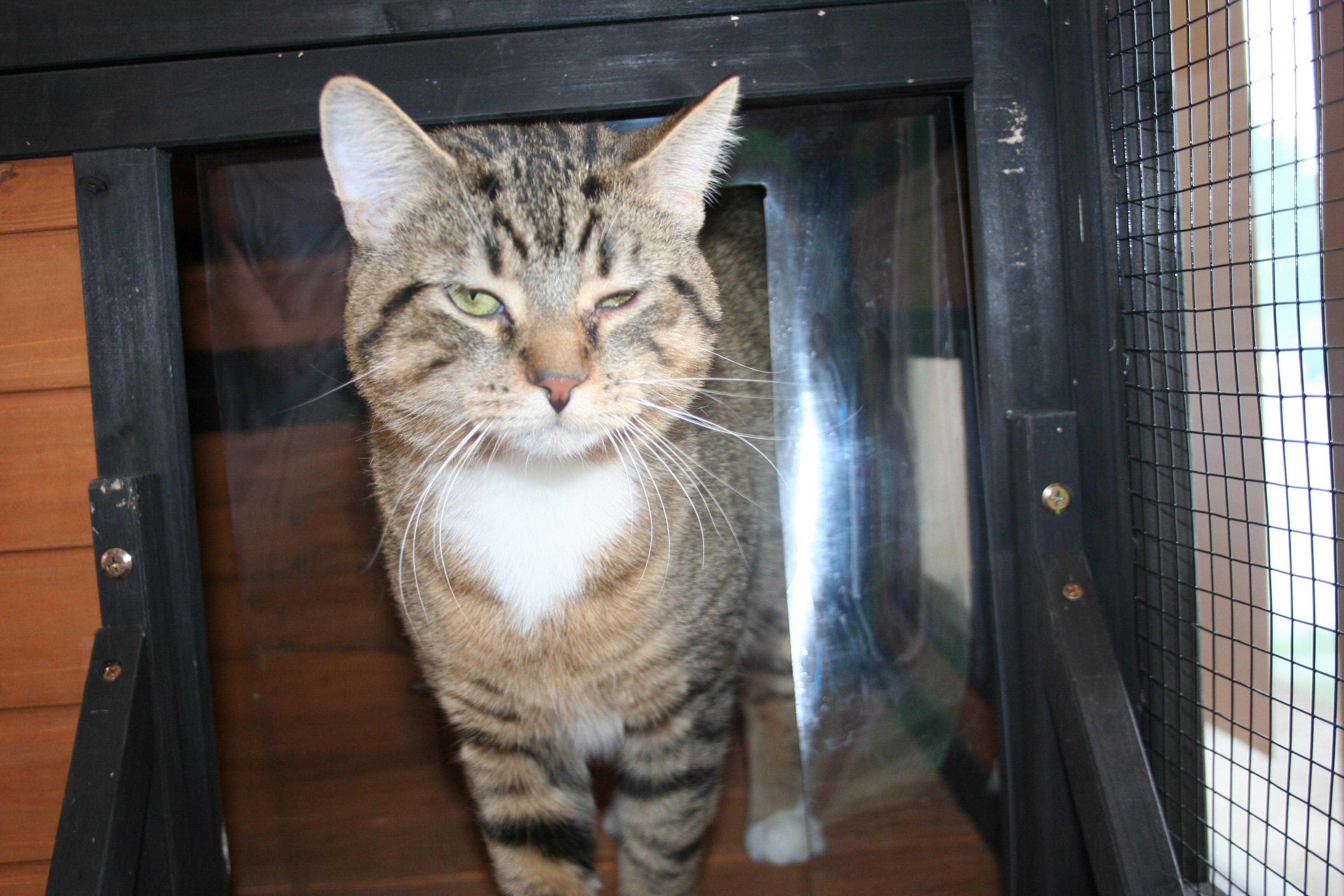 Velcro, a Adoptable mixed breed in Howell, MI image 4/5