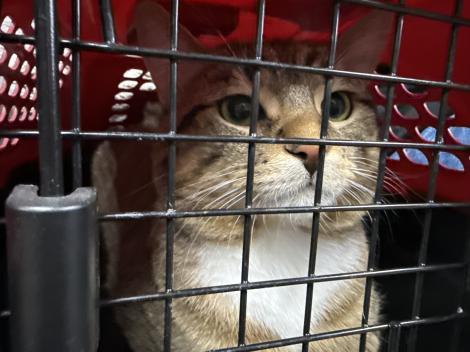 Velcro, a Adoptable mixed breed in Howell, MI image 5/5