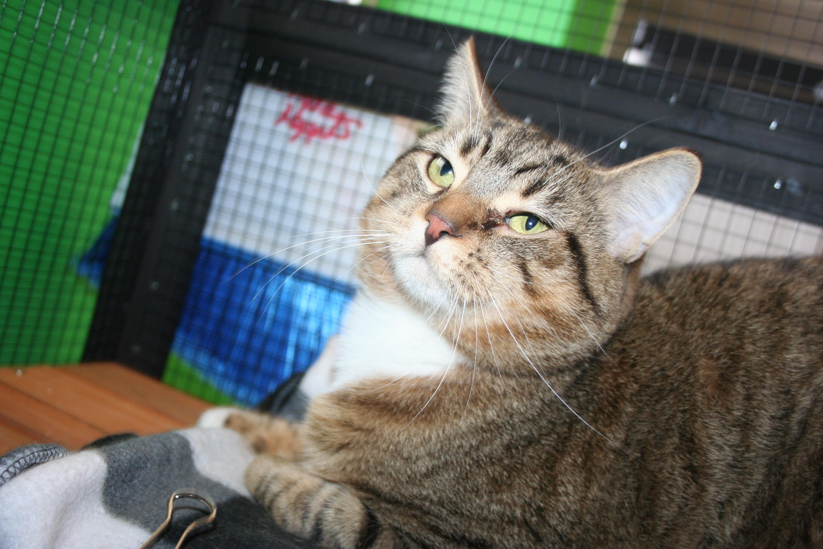 Velcro, a Adoptable mixed breed in Howell, MI image 2/5