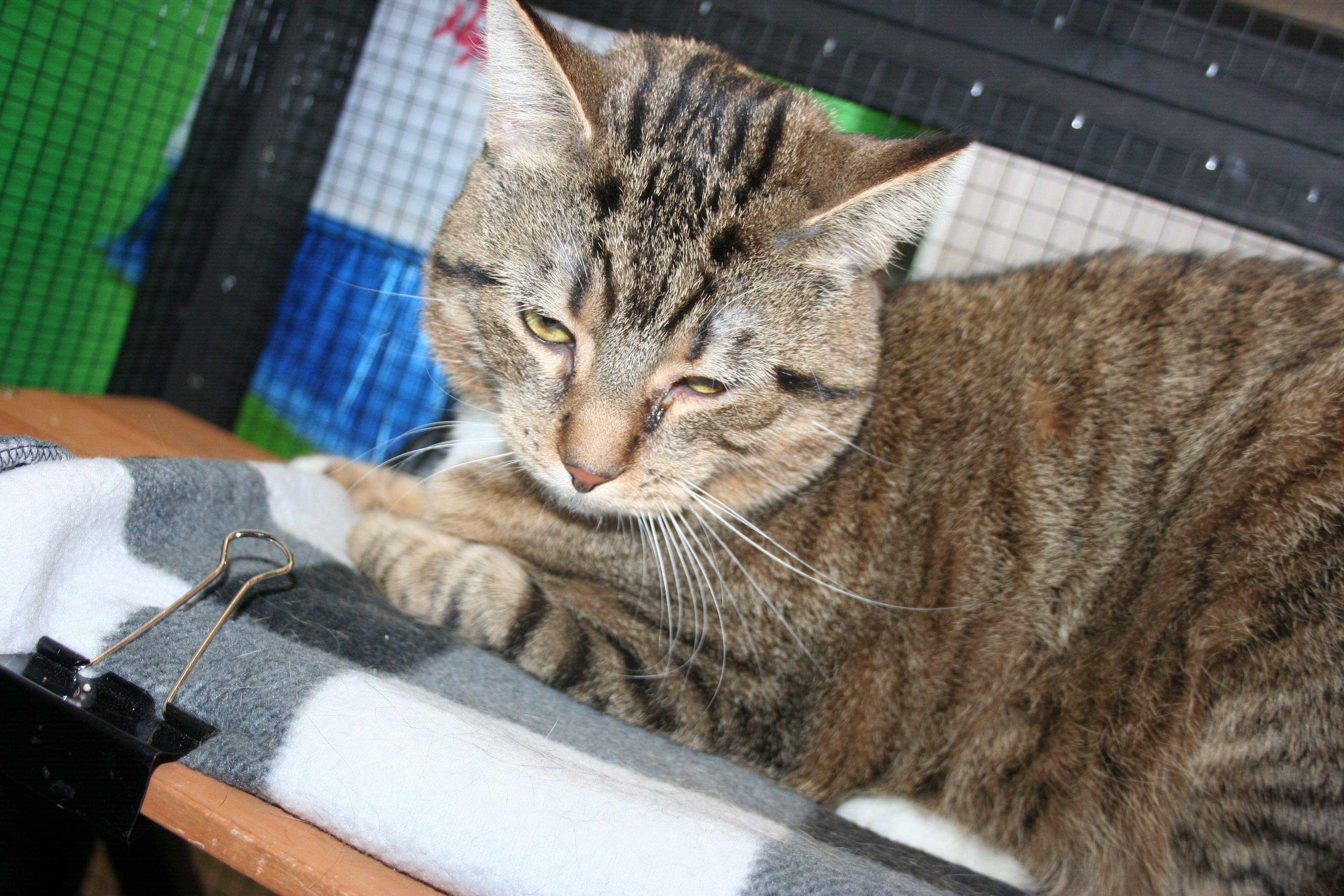 Velcro, a Adoptable mixed breed in Howell, MI image 1/5