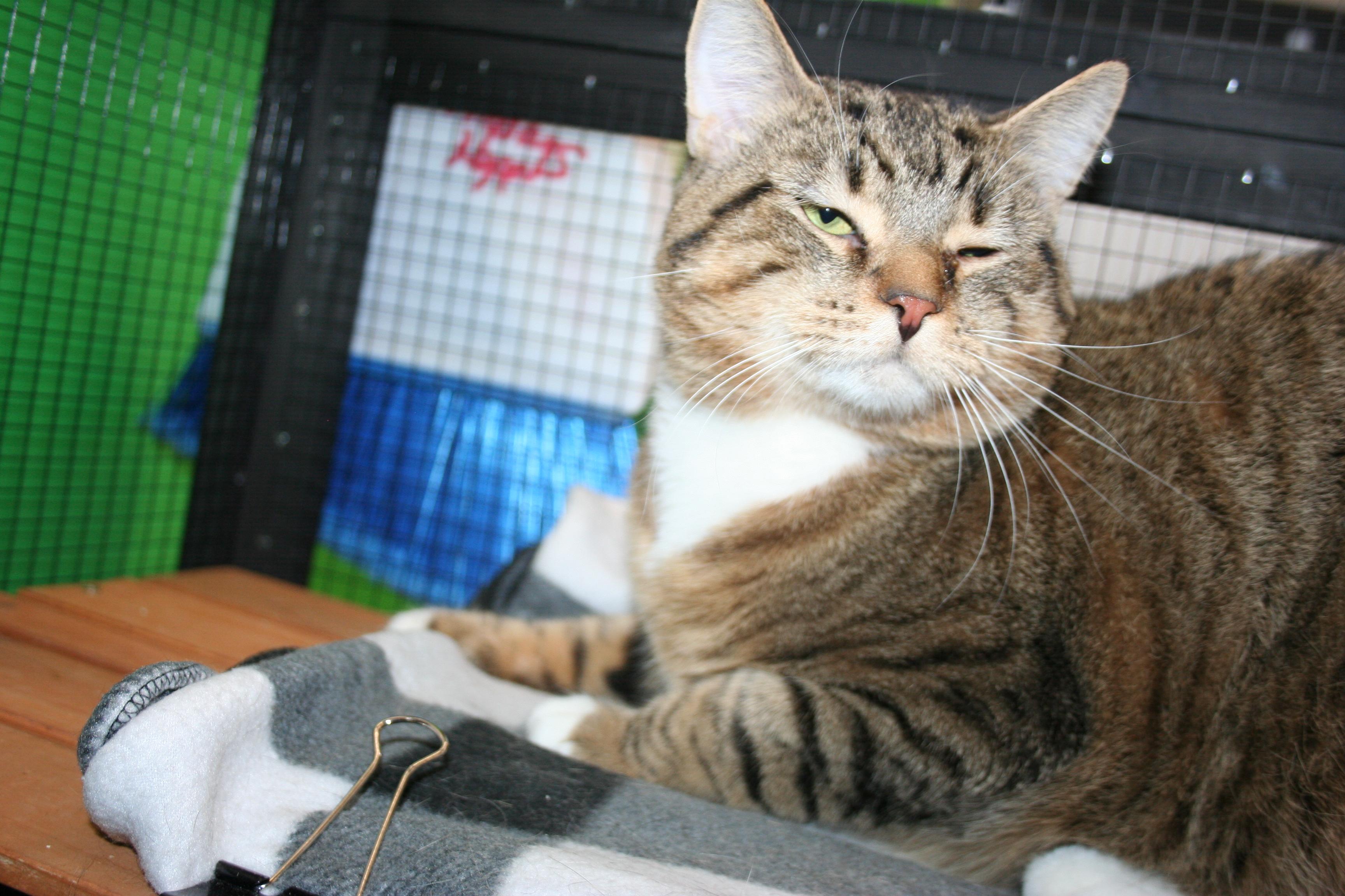 Velcro, a Adoptable mixed breed in Howell, MI image 3/5