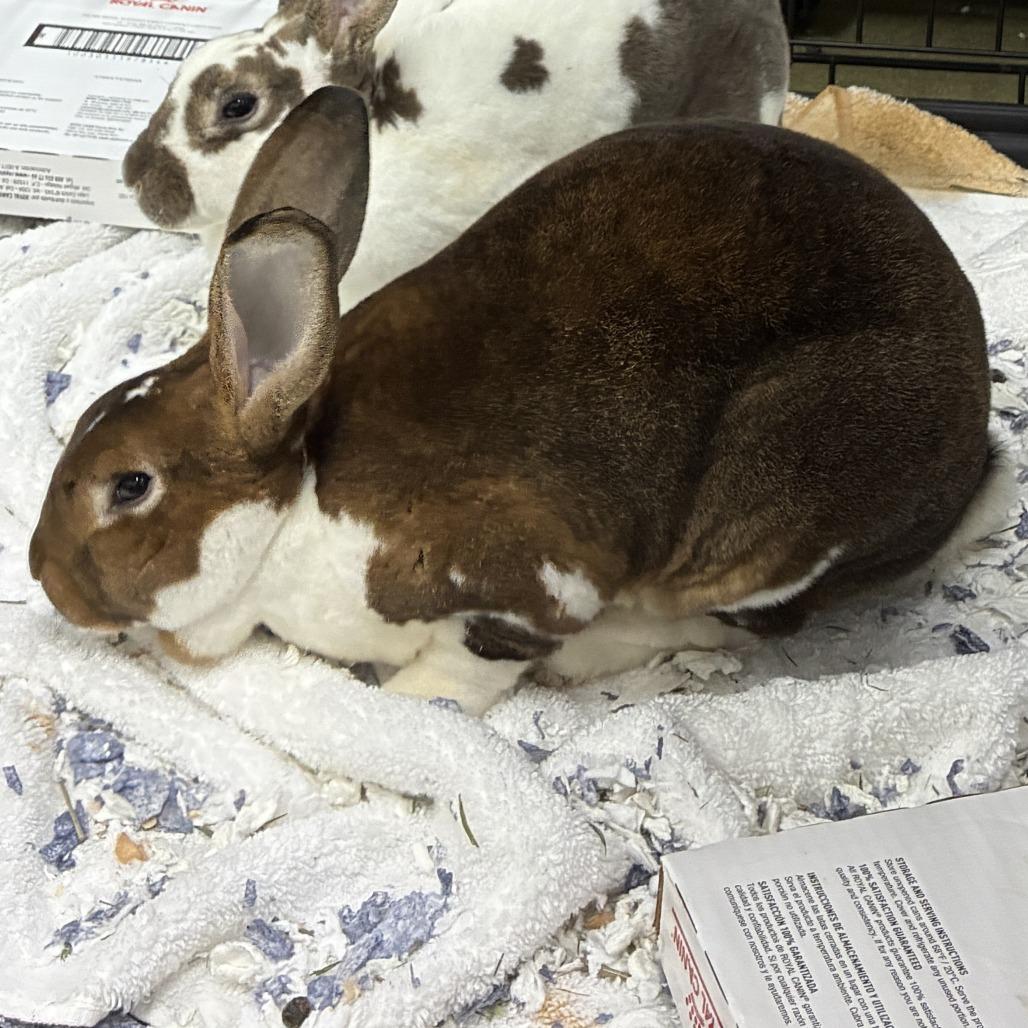 Enlarge 72624, a Adoptable Rex in Harrisonburg, VA image 1/2