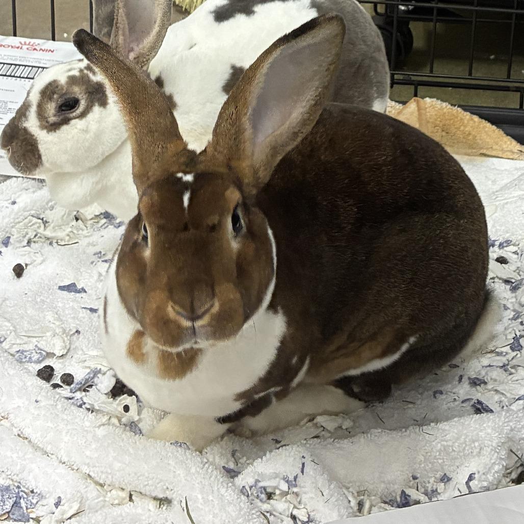 Enlarge 72624, a Adoptable Rex in Harrisonburg, VA image 2/2