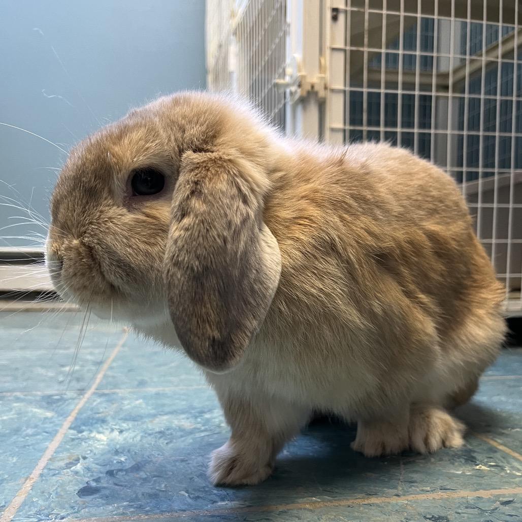 Enlarge Bun Bun, a Adoptable Holland Lop in Saugerties, NY image 1/2