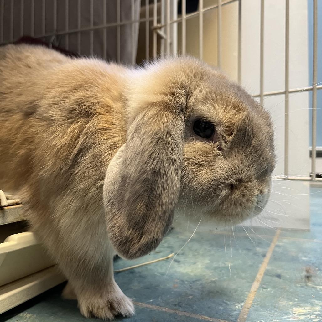 Enlarge Bun Bun, a Adoptable Holland Lop in Saugerties, NY image 2/2