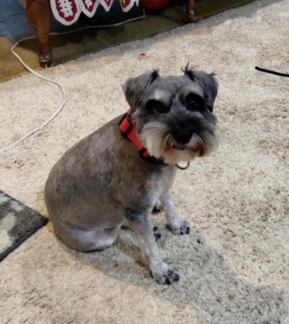 Enlarge Twixie, a Adopted Miniature Schnauzer in Las Vegas, NV image 1/2