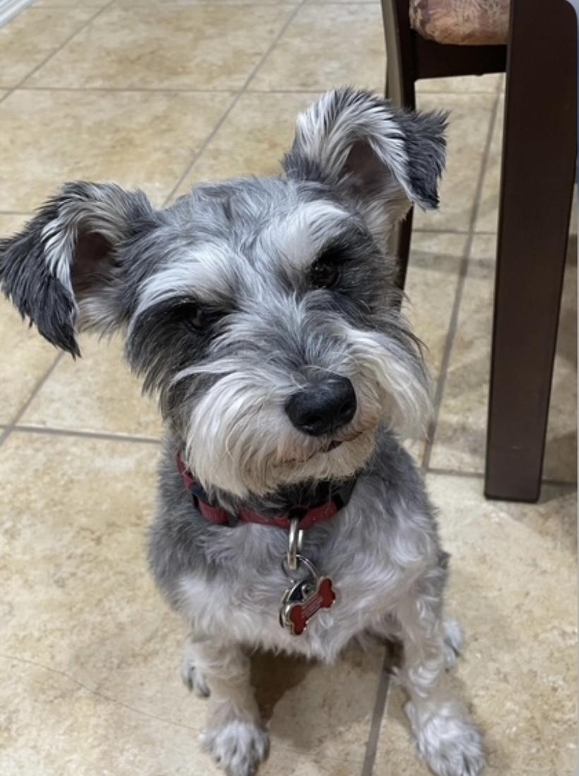 Enlarge Twixie, a Adopted Miniature Schnauzer in Las Vegas, NV image 2/2