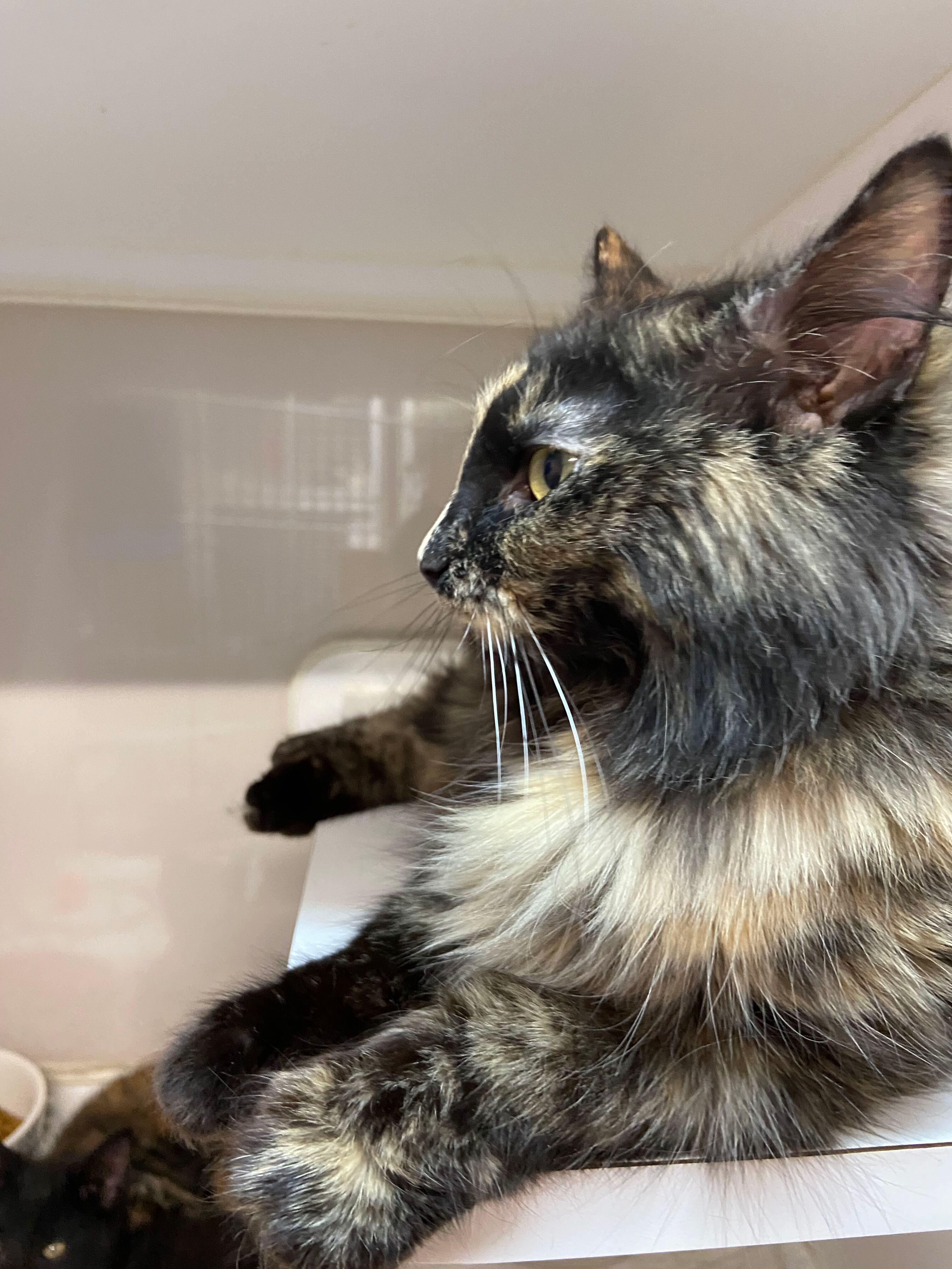 Jennifer, an adopted Torbie in Peru, IN image 4/6